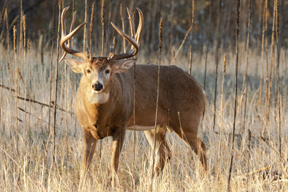 Nodaway Whitetails - Archery Deer Season