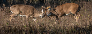 Nodaway Whitetails is Northern Missouri’s premium deer hunting outfitter.  See big trophy bucks on private land.  With tree stands, mineral sites and the Ranch is located on the Platte river.   Hunts include both archery and firearms (including rifle).