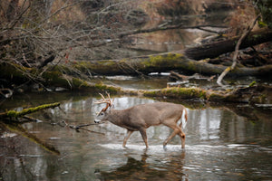 Platter river hunting with Nodaway Whitetails.  Hunt for trophy bucks in Northern Missouri with Nodaway Whitetails as your outfitter.  The river is beautiful to seek out bucks in both archery and firearms (including rifle) deer seasons.