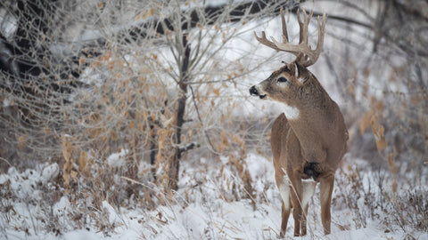 Even as a single hunter not in a group you can enjoy a firearms/rifle season with Nodaway Whitetails.  Nodaway Whitetails has  epic big game and trophy whitetail buck hunts. Hunting firearms and rifle season with with us includes private land, tree stands, mineral sites, and our Ranch is located on the beautifully Nodaway River.