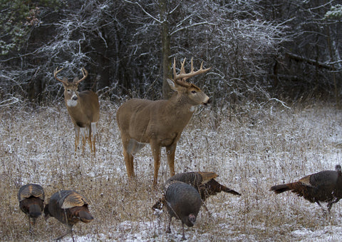 2023 Deer Archery Hunt - Single Hunter Package