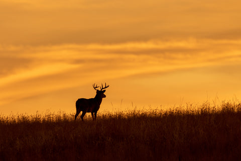 Come check out Nodaway Whitetails' archery hunts.  We have amazing trophy bucks and wild turkey.  Our hunts include private land, deer stands, and are all situated on the Platte River